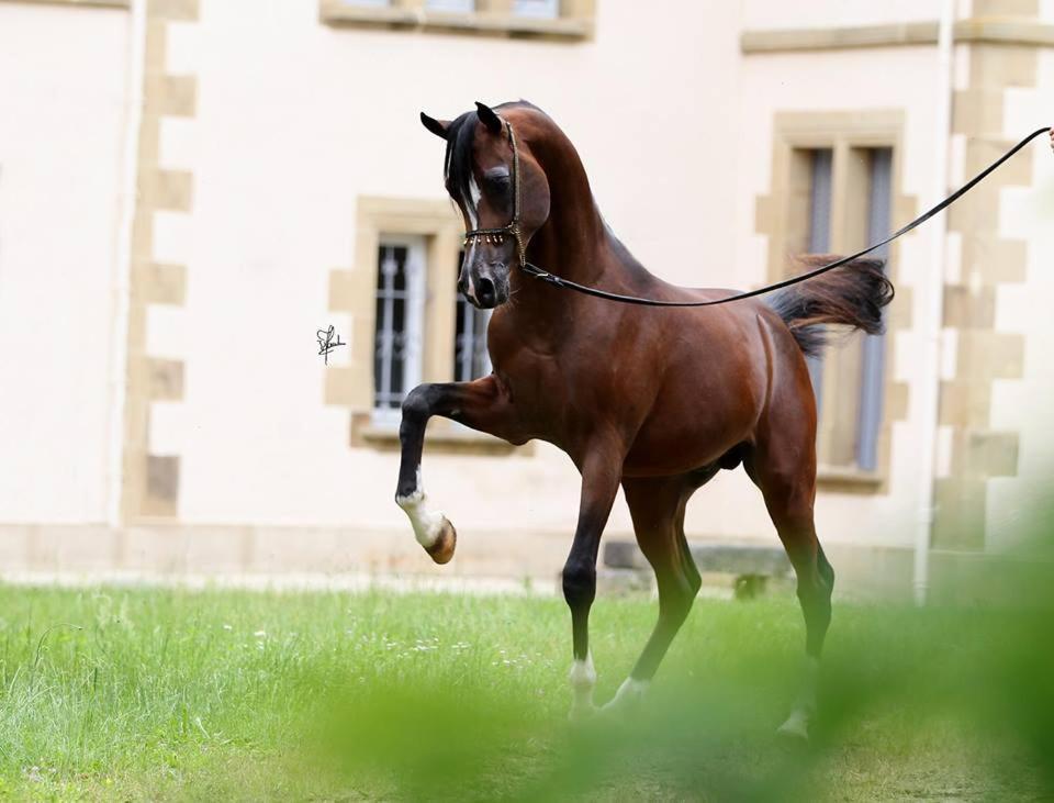 Le Haras Du Favry Apartman Palinges Kültér fotó
